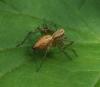 Oxyopes sp.